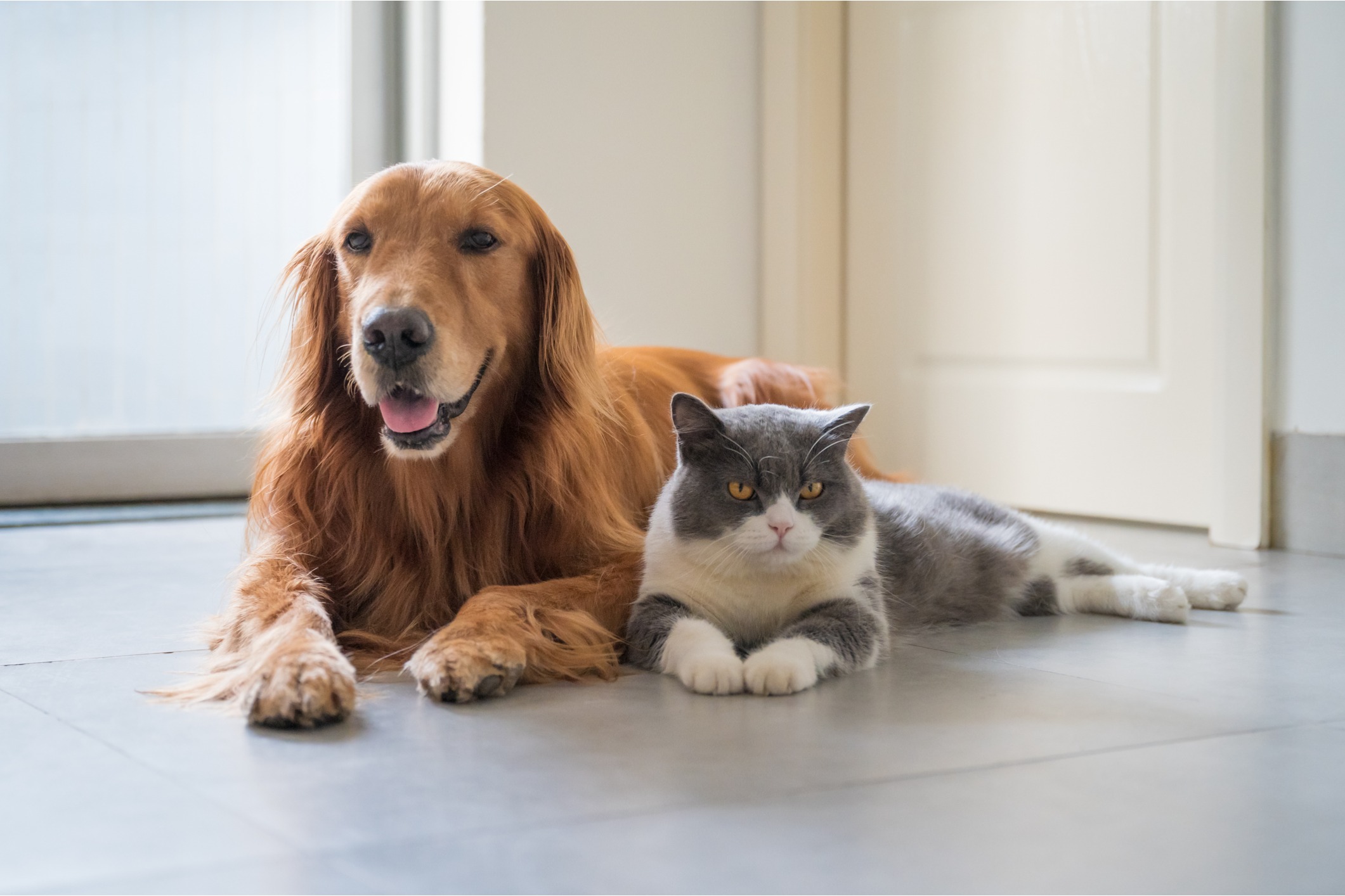 How To Care For Your Pets During A Remodel